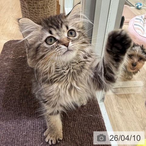 マンチカンの写真