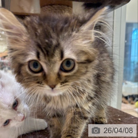 大阪府のマンチカン (ペットプラス 堺北花田店/2025年12月13日生まれ/女の子/ブラウンタビー)の子猫の4枚目の画像