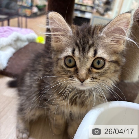 大阪府のマンチカン (ペットプラス 堺北花田店/2025年12月13日生まれ/女の子/ブラウンタビー)の子猫の4枚目の画像