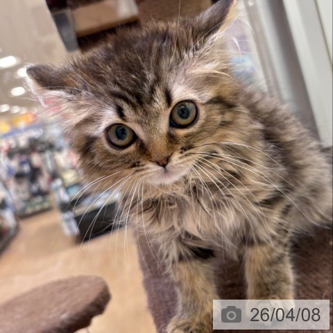 大阪府のマンチカン (ペットプラス 堺北花田店/2025年12月13日生まれ/女の子/ブラウンタビー)の子猫の3枚目の画像