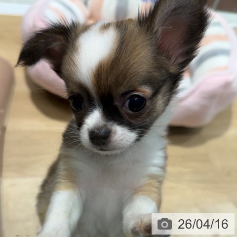 チワワの写真