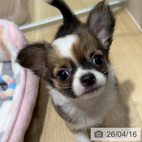 チワワの写真