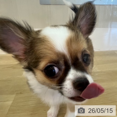 チワワの写真