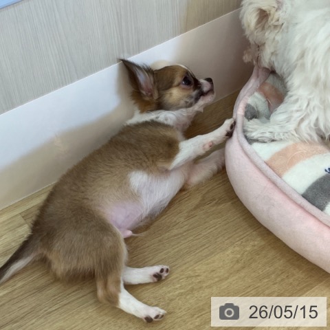 チワワの写真