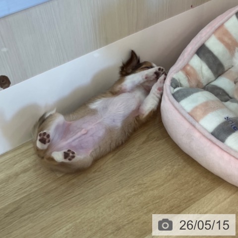 チワワの写真