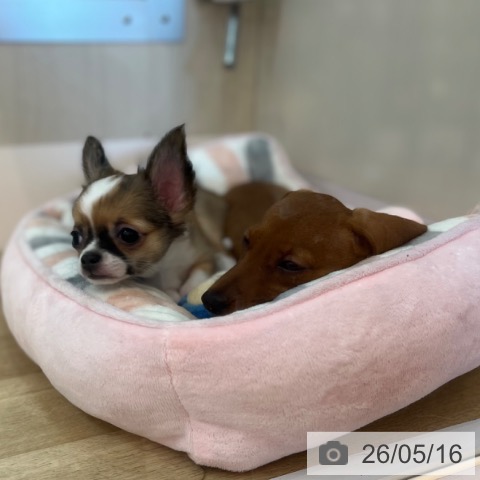 チワワの写真