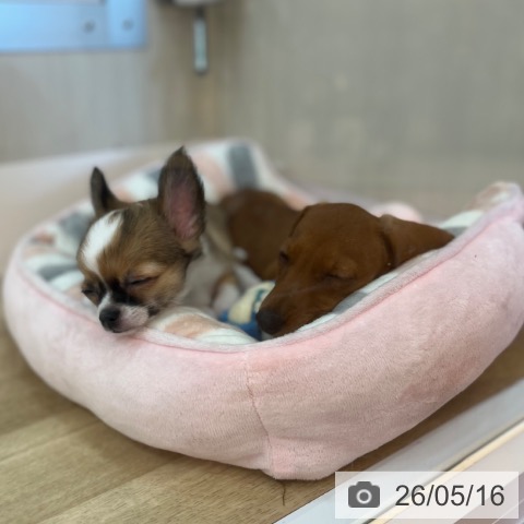 チワワの写真