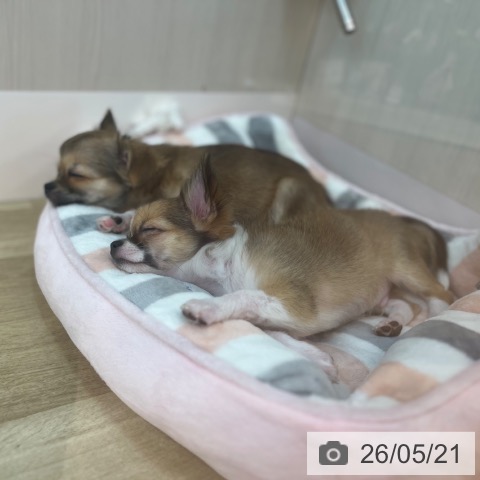 チワワの写真