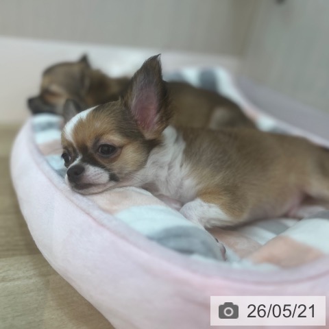 チワワの写真