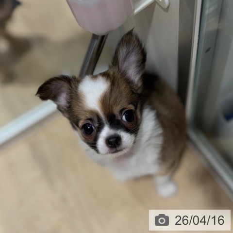 大阪府のチワワ(ロング) (ペットプラス 四條畷店/2026年1月28日生まれ/男の子/フォーンホワイト)の子犬の4枚目の画像