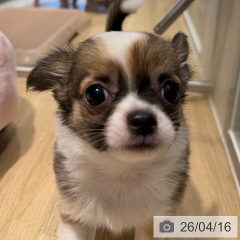 大阪府のチワワ(ロング) (ペットプラス 四條畷店/2026年1月28日生まれ/男の子/フォーンホワイト)の子犬の3枚目の画像