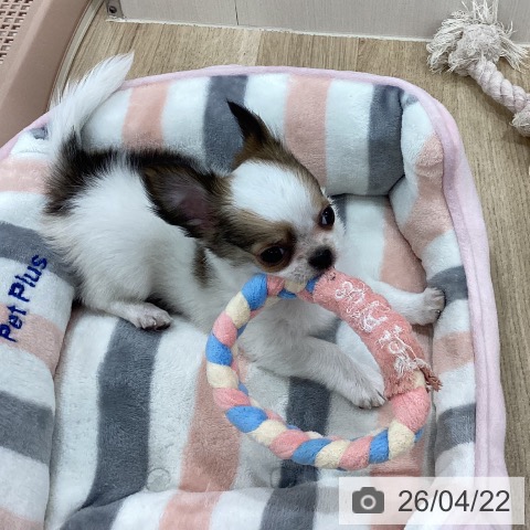 新潟県のチワワ(ロング) (ペットプラス 新潟南店/2026年1月28日生まれ/男の子/フォーンホワイト)の子犬の4枚目の画像