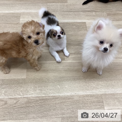 新潟県のチワワ(ロング) (ペットプラス 新潟南店/2026年1月28日生まれ/男の子/フォーンホワイト)の子犬の3枚目の画像