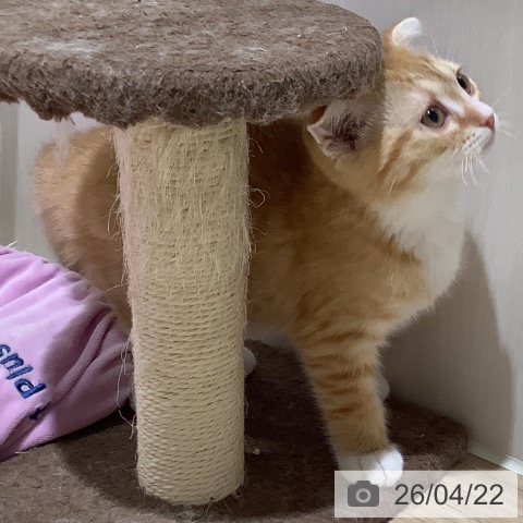 大阪府のスコティッシュフォールド (ペットプラス 鶴見店/2026年1月28日生まれ/女の子/レッドマッカレルタビーホワイト)の子猫の4枚目の画像