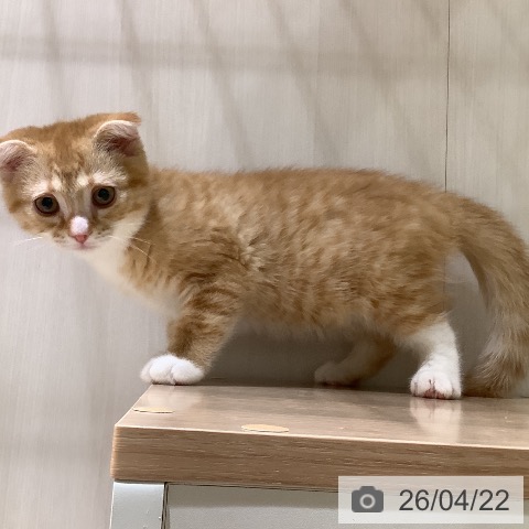 大阪府のスコティッシュフォールド (ペットプラス 鶴見店/2026年1月28日生まれ/女の子/レッドマッカレルタビーホワイト)の子猫の3枚目の画像