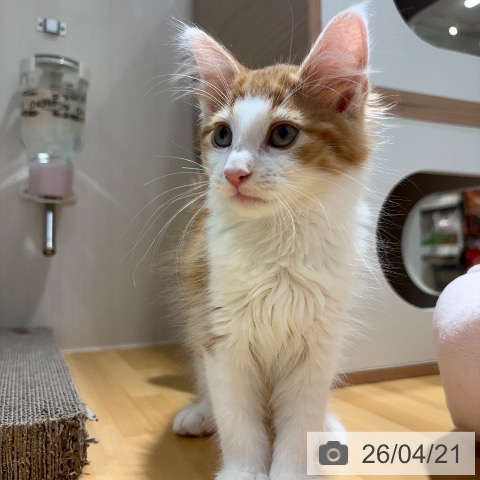 大阪府のノルウェージャンフォレストキャット (ペットプラス 堺鉄砲町店/2026年2月6日生まれ/男の子/レッドタビーホワイト)の子猫の3枚目の画像