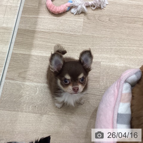 宮城県のチワワ(ロング) (ペットプラス 仙台上杉店/2026年2月5日生まれ/女の子/チョコレートタンホワイト)の子犬の4枚目の画像