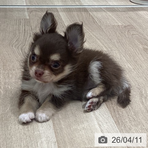 宮城県のチワワ(ロング) (ペットプラス 仙台上杉店/2026年2月5日生まれ/女の子/チョコレートタンホワイト)の子犬の3枚目の画像