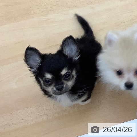 青森県のチワワ(ロング) (ペットプラス 青森浜田店/2026年2月5日生まれ/女の子/ブラックタンホワイト)の子犬の4枚目の画像