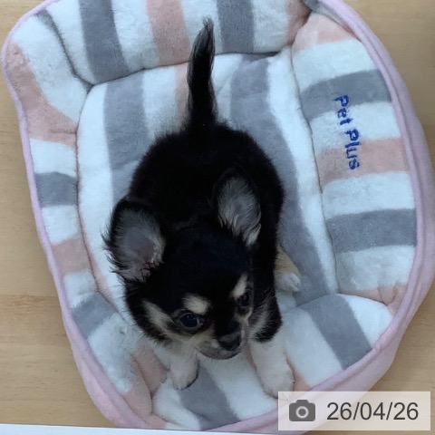 青森県のチワワ(ロング) (ペットプラス 青森浜田店/2026年2月5日生まれ/女の子/ブラックタンホワイト)の子犬の3枚目の画像