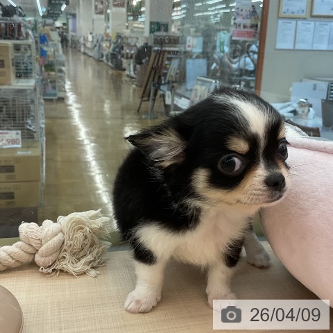 東京都のチワワ(ロング) (ペッツワン 南砂町SUNAMO店/2026年2月5日生まれ/女の子/ブラックタンホワイト)の子犬の3枚目の画像