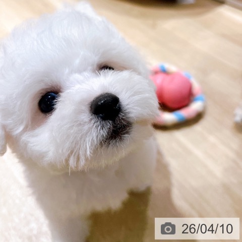 ビション・フリーゼの写真