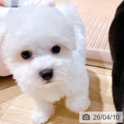 ビション・フリーゼの写真