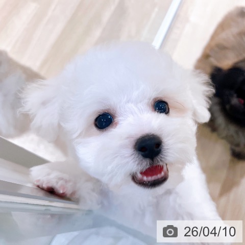 ビション・フリーゼの写真