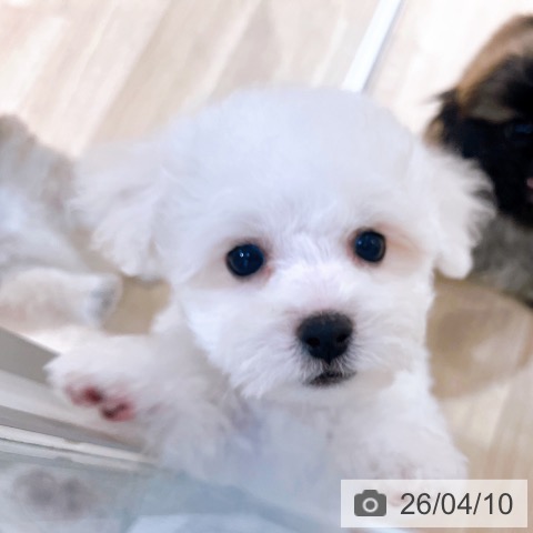 ビション・フリーゼの写真