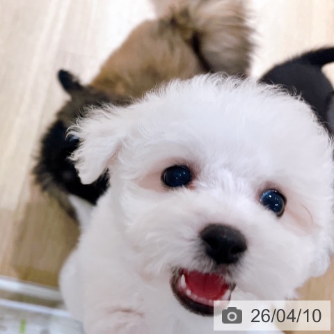 ビション・フリーゼの写真