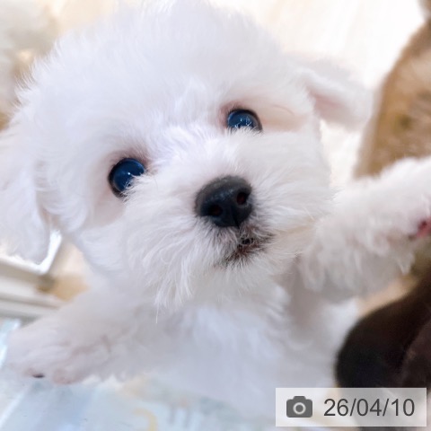 ビション・フリーゼの写真