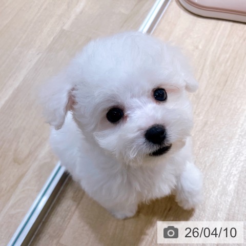 ビション・フリーゼの写真