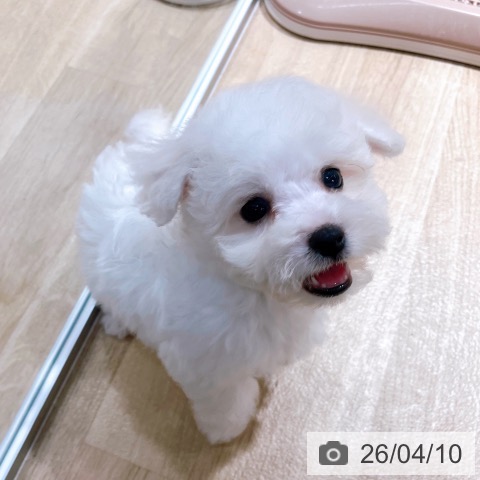 ビション・フリーゼの写真