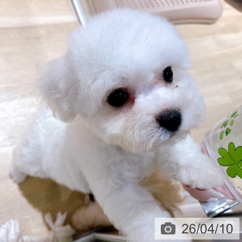 ビション・フリーゼの写真