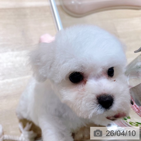 ビション・フリーゼの写真