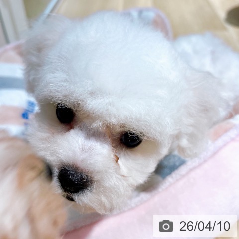 ビション・フリーゼの写真