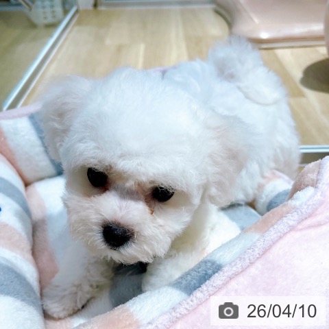 ビション・フリーゼの写真