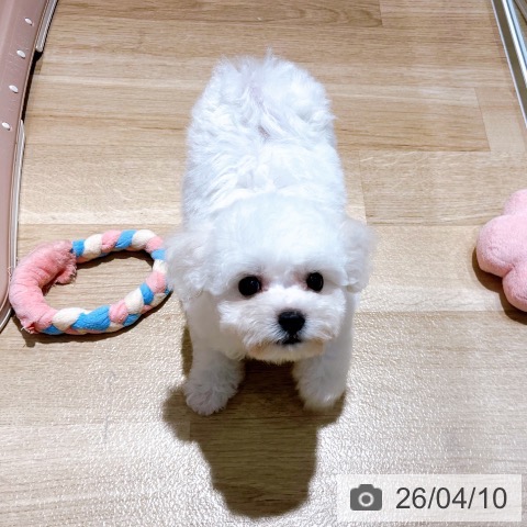 ビション・フリーゼの写真