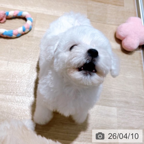 ビション・フリーゼの写真