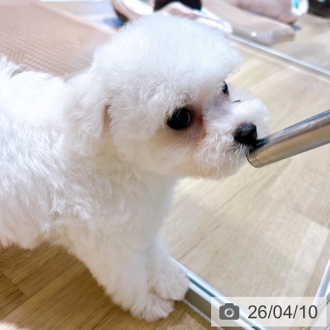 ビション・フリーゼの写真