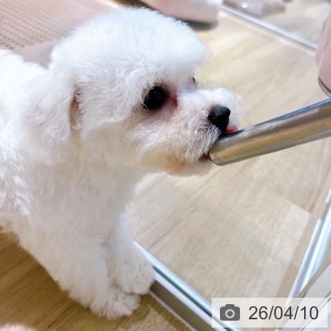 ビション・フリーゼの写真