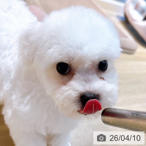 ビション・フリーゼの写真