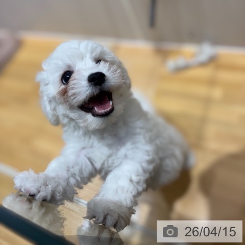 ビション・フリーゼの写真