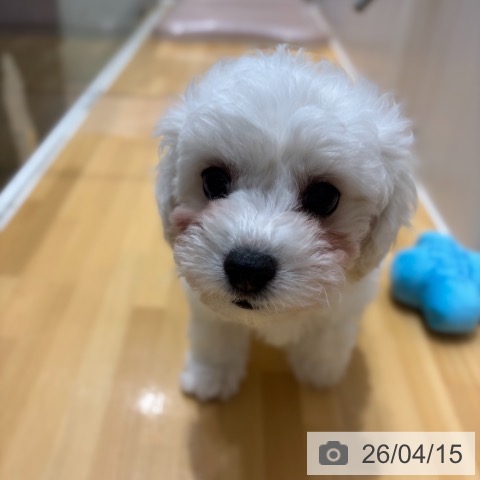 ビション・フリーゼの写真