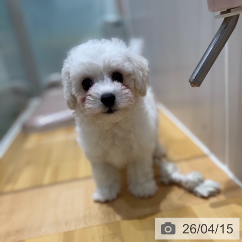 ビション・フリーゼの写真