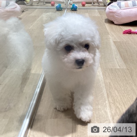 大阪府のビションフリーゼ (ペットプラス 四條畷店/2026年2月8日生まれ/男の子/ホワイト)の子犬の4枚目の画像