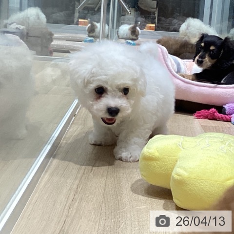 大阪府のビションフリーゼ (ペットプラス 四條畷店/2026年2月8日生まれ/男の子/ホワイト)の子犬の3枚目の画像