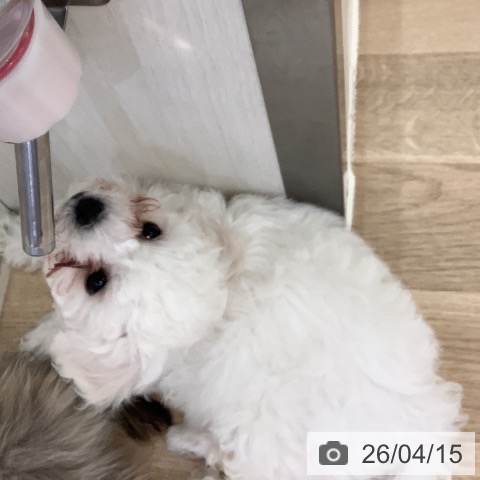 ビション・フリーゼの写真