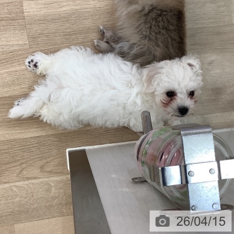 ビション・フリーゼの写真