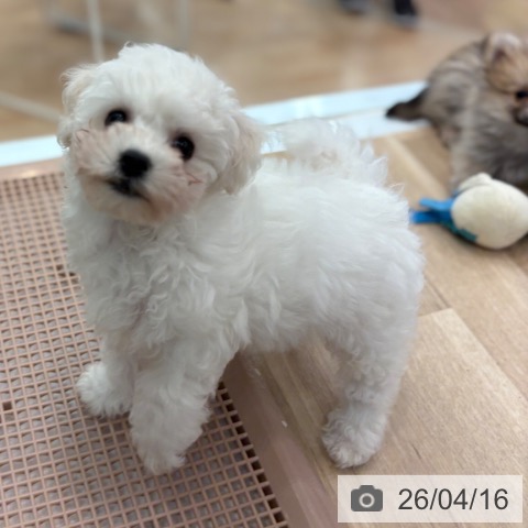 ビション・フリーゼの写真